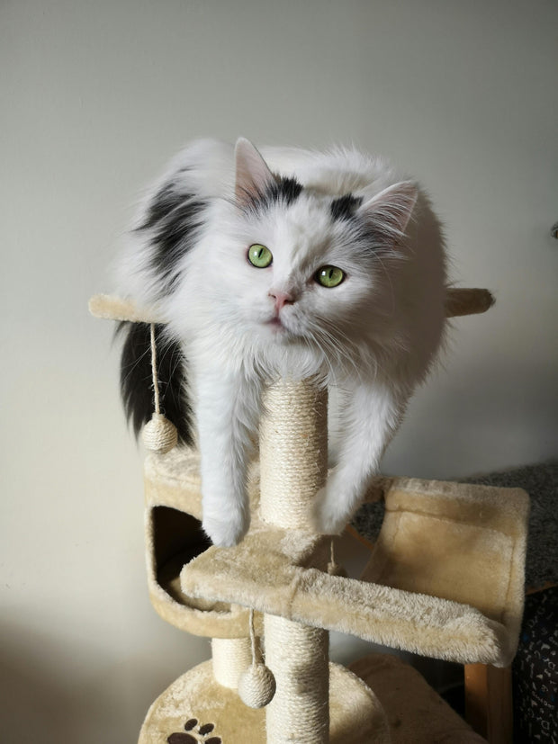 Fluffy white and black cat with green eyes perched on a beige cat tree scratching post